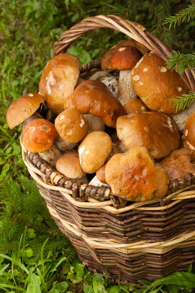 Setas del bosque en cesta — Foto de Stock