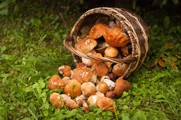 Setas del bosque en cesta — Foto de Stock