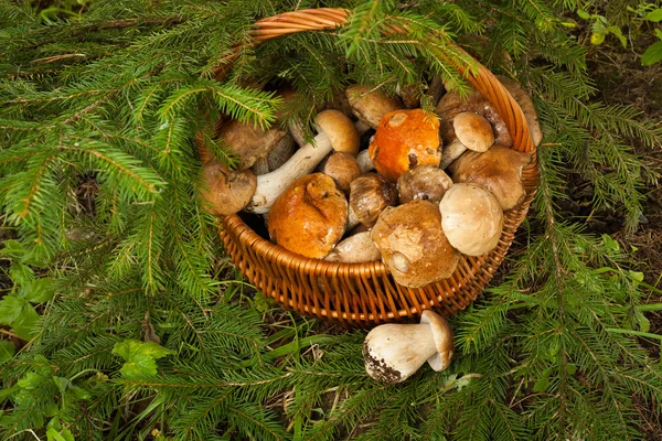 Champiñones en mimbre cesta en el bosque . — Foto de Stock