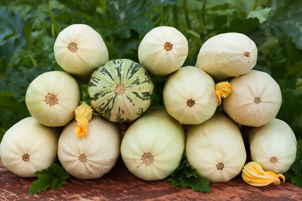 Fresh Vegetable Marrows.