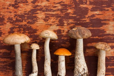 Arka plan üzerinde kahverengi kap Boletus mantarı.