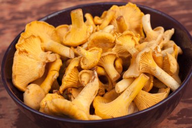 Kase mantar Cantharellus cibarius