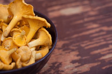 Arka plan üzerinde mantar Cantharellus cibarius