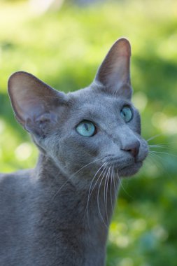 doğuya özgü stenografi kedi