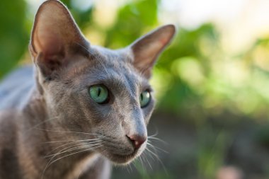 doğuya özgü stenografi kedi