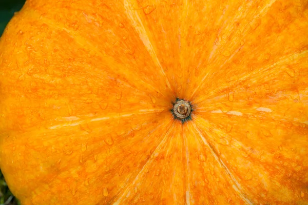 Спелая оранжевая тыква — стоковое фото