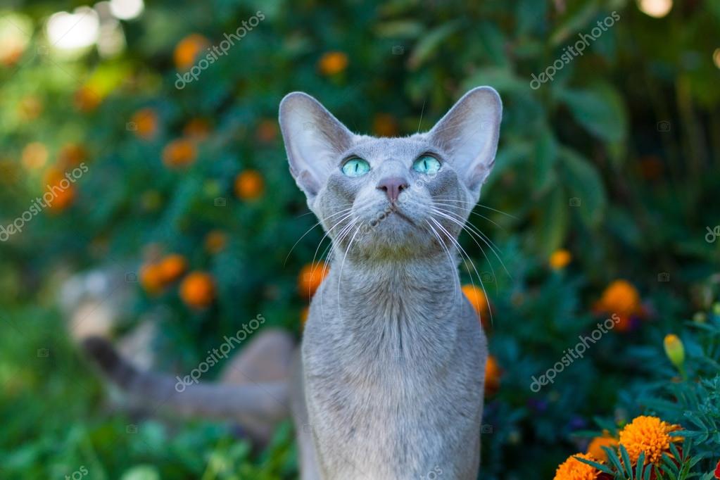 Oriental Shorthair Cat Stock Photo C Elena Mas 127061920