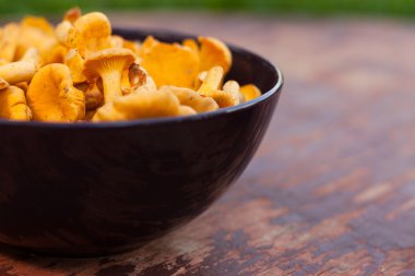 Orman mantar Cantharellus cibarius