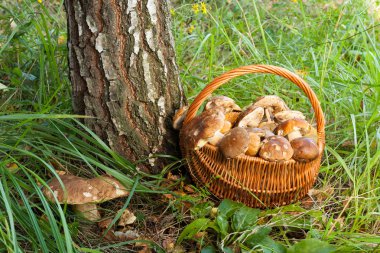 Hasır Bascet orman mantar ile