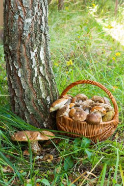 Hasır Bascet orman mantar ile