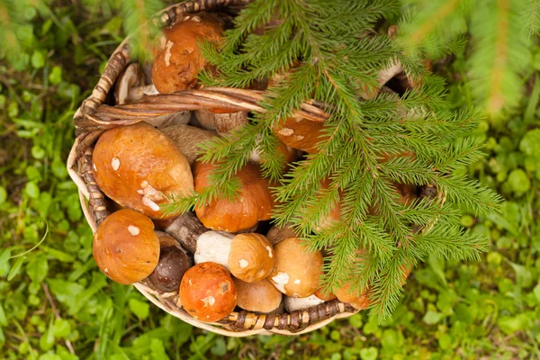 Champiñones en cesta — Foto de Stock