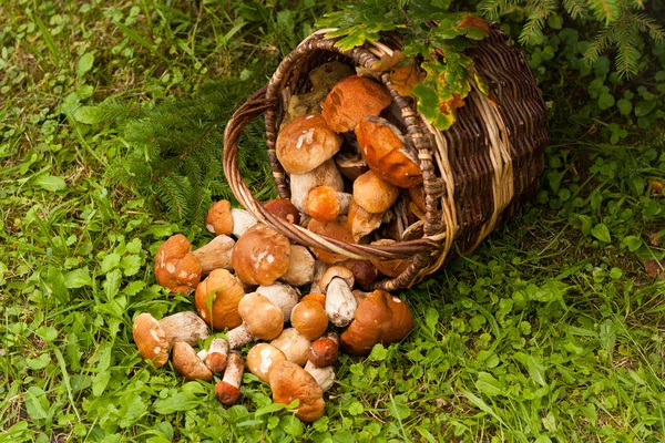 Champiñones en cesta — Foto de Stock