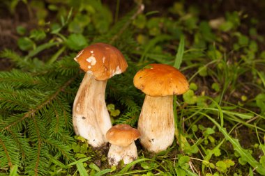 mantar boletus mantarı