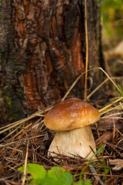 Orman yenilebilir mantar Boletus mantarı