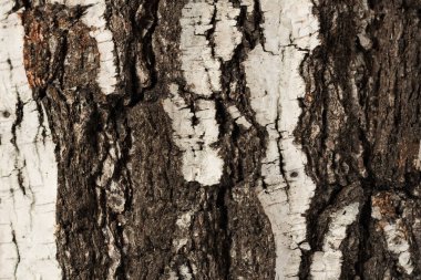 Eski huş ağacı kabuğu