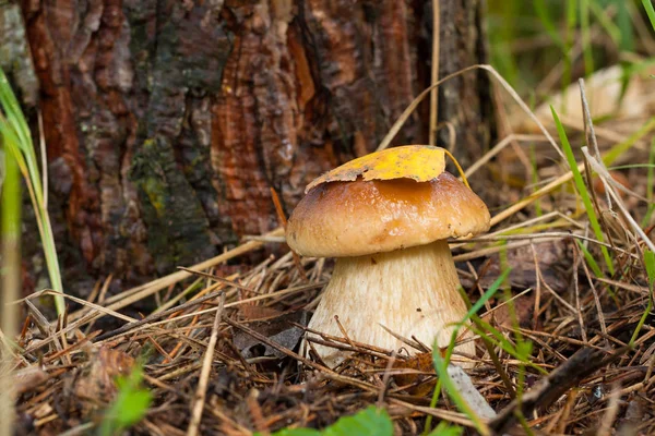 Лесные съедобные грибы Boletus Edulis — стоковое фото