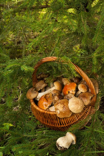 Champiñones en cesto arrugado en el bosque . — Foto de Stock