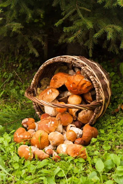 Champiñones en cesta — Foto de Stock