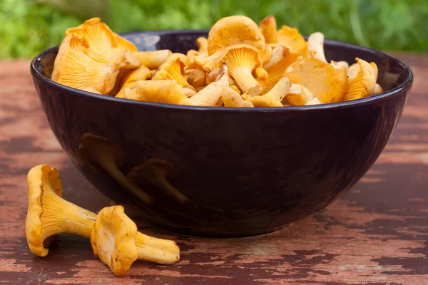 Champiñones comestibles Chanterelle — Foto de Stock