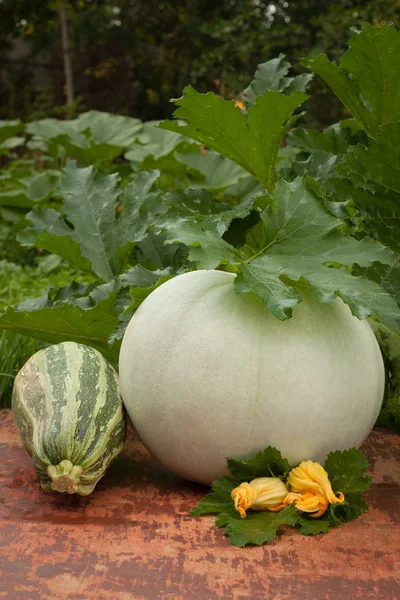 Vegetable Marrow en pompoen — Stockfoto