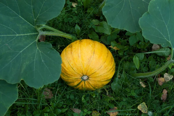 Jong Oranje pompoen — Stockfoto