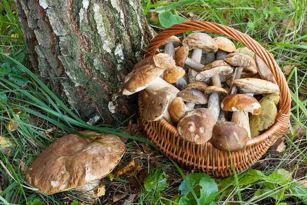 Canasta de mimbre con champiñones del bosque — Foto de Stock