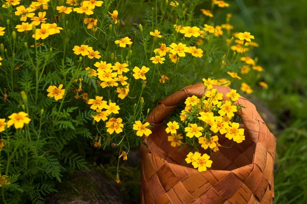 Fiori Tagete Tenuifolia — Foto Stock