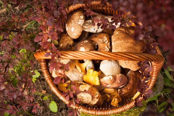 Cesta de mimbre con champiñones comestibles forestales — Foto de Stock
