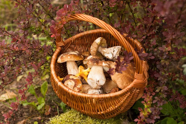 Cesta de mimbre con champiñones comestibles forestales — Foto de Stock