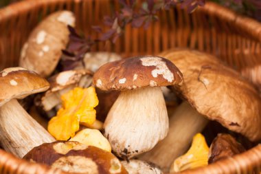 Hasır sepet orman yenilebilir mantar ile