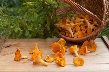 Ahşap masa üzerinde mantar Cantharellus cibarius