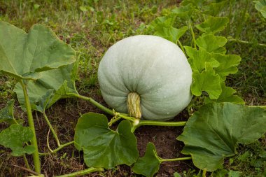 pompoen op moestuin.