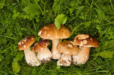 Beyaz mantar Boletus mantarı