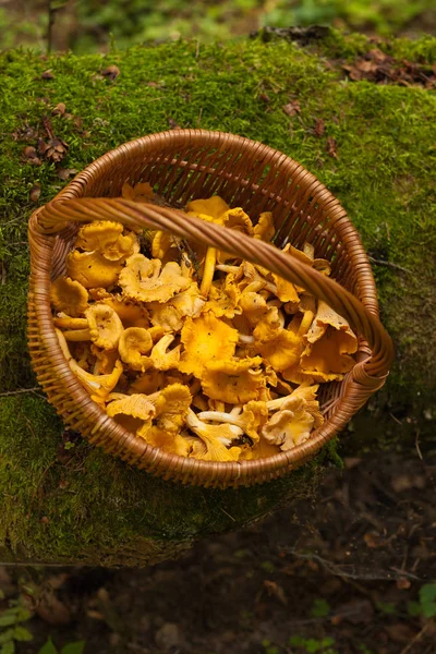Fresh Mushrooms Chanterelle In Wicker Basket