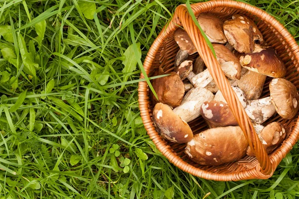 Champiñones blancos Boletus Edulis — Foto de Stock