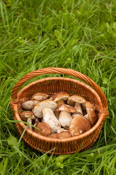 White Mushrooms Boletus Edulis — Stock Photo, Image