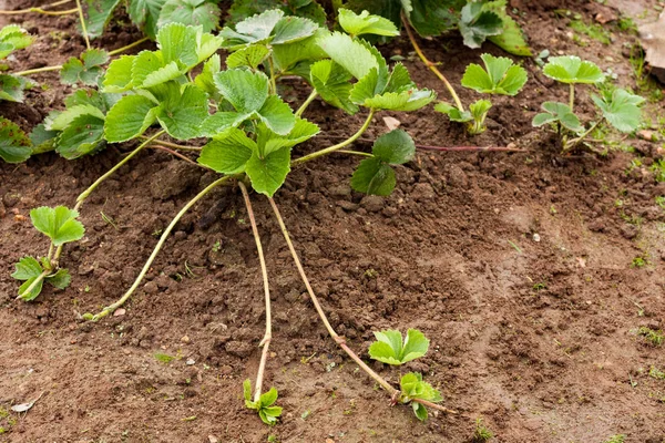 Bush Strawberry växt med löpare (Stolens) för förökning — Stockfoto