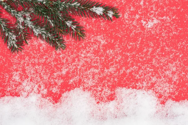 Gren av Spruce på rött papper med vit snö — Stockfoto