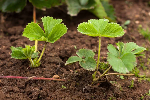 Liten ung Strawberry växt (Sprout) — Stockfoto