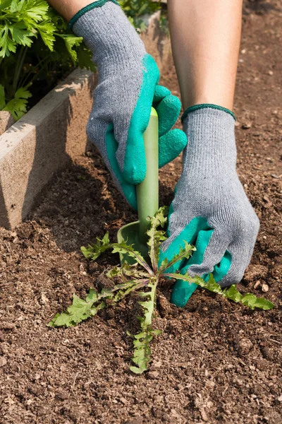 Female Hands Pull Out Weeds From Ground Garden Tool In Garden.