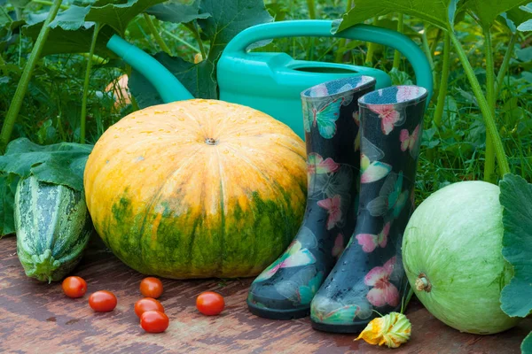 Vegetables Pumpkins, Vegetable Marrow, Red Tomatoes, Rubber Boot