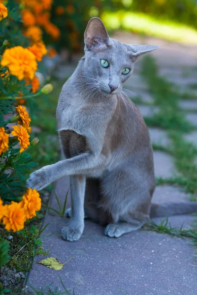 Cat Of Oriental Breed, 2 years old, Sitting And Raising Up Paw . — стоковое фото