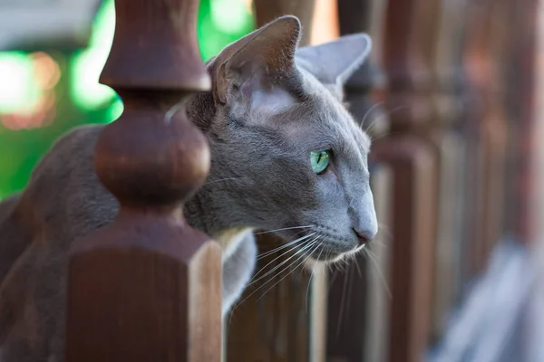 Gray Cat Of Oriental Breed, 2 years old, Outdoor . — стоковое фото