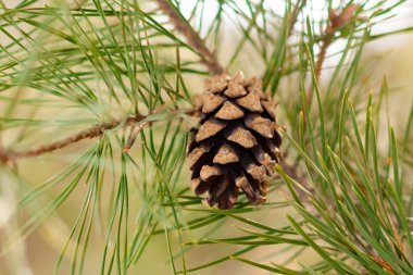 Çam kozalağı yeşil iğne ile çam ağacı üzerinde.