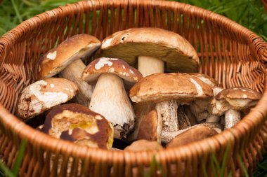 Hasır sepet açık üstten görünüm taze orman yenilebilir mantar.
