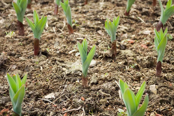 Bahçede çiçek Tulip genç bitkiler.