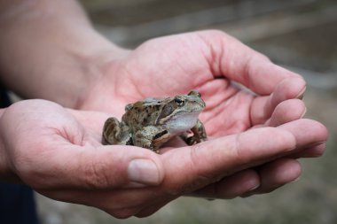 Erkek ellerde oturan genç kurbağa.