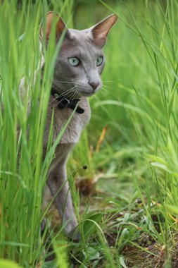 Yüksek yeşil çim oturan gri genç kedi.