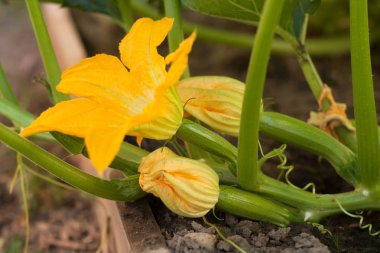 Bahçede çiçekleri ile sebze iliği (kabak).