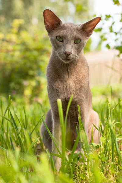 Draguta Cat De Rasa Oriental 2 Ani Stând În Grădină . — Fotografie, imagine de stoc